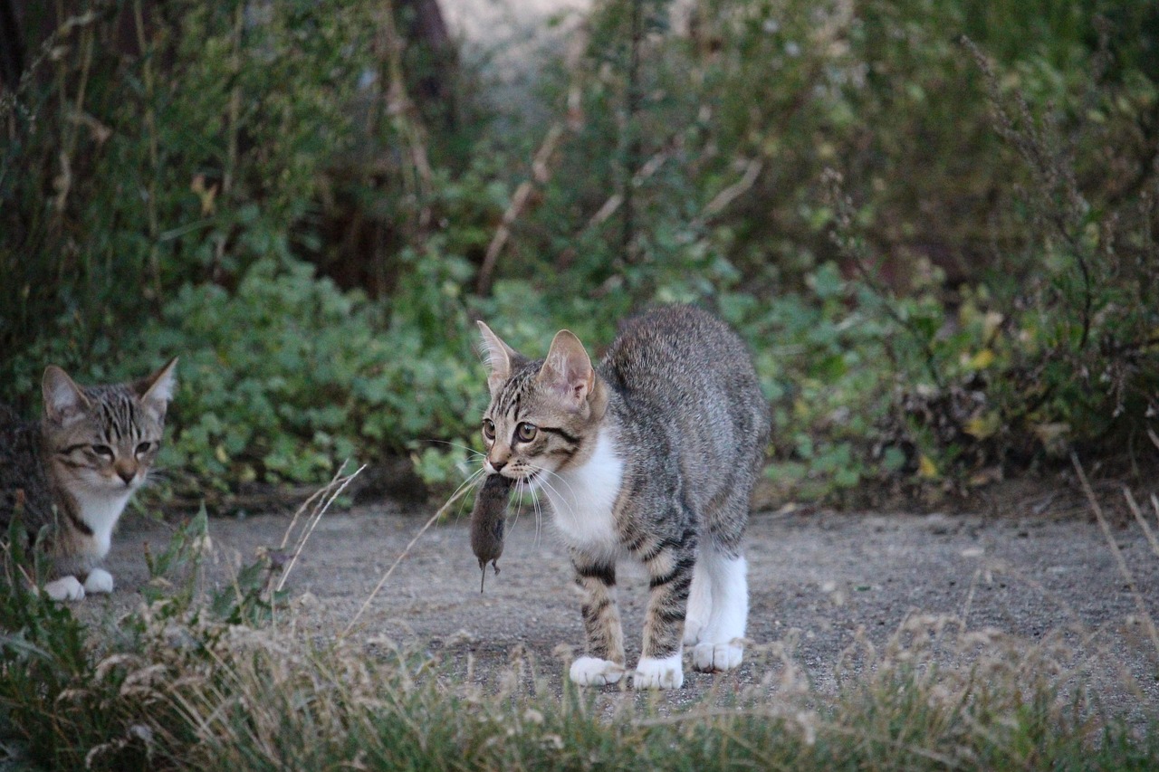 探讨三个月的猫是否属于幼猫阶段