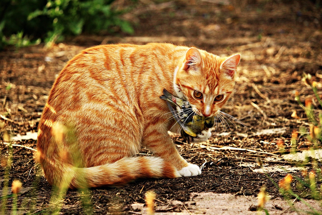 两个月小猫能否吹空调，探讨宠物猫适应空调环境的问题