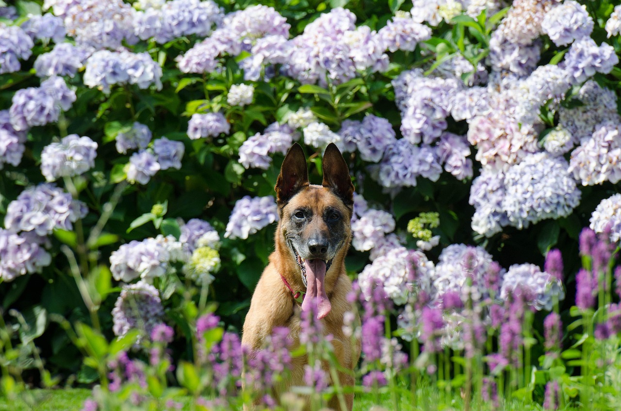 德国牧羊犬三个月的成长与魅力——温馨图片分享